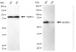 KD-Validated Anti-Activin A Receptor Like Type 1 Rabbit Monoclonal Antibody